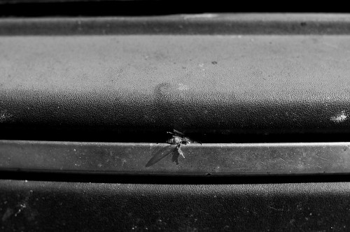 Comment une abeille a-t-elle pu se coincer justement ici ? Mauvais signe.