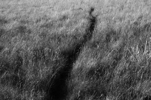 Le chemin du lapin